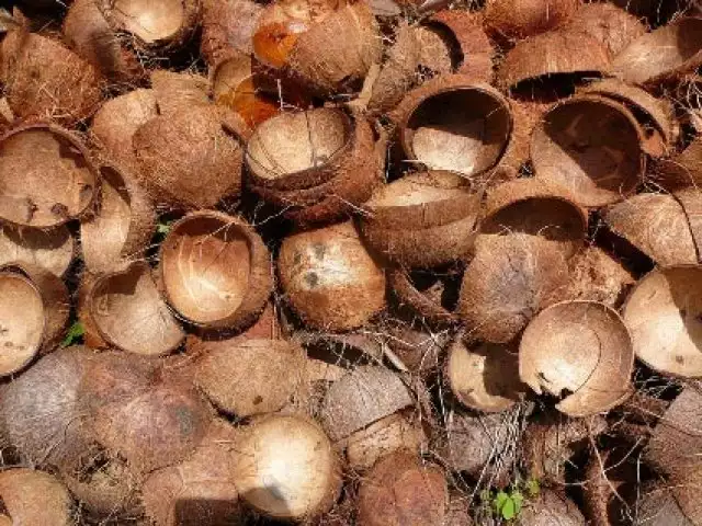 cascas de coco