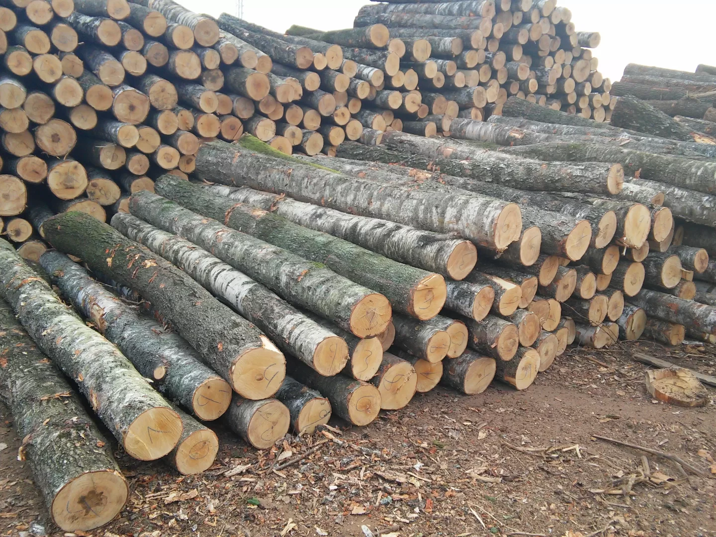 troncos de madeira