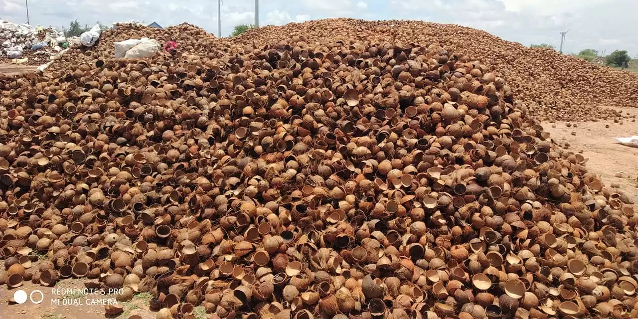 collection de coquilles de noix de coco