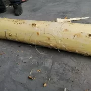 troncos de madera pelados