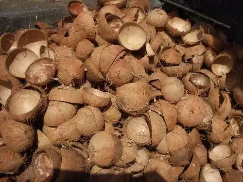 coquilles de noix de coco crues