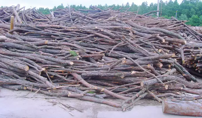 ramas de desechos de madera